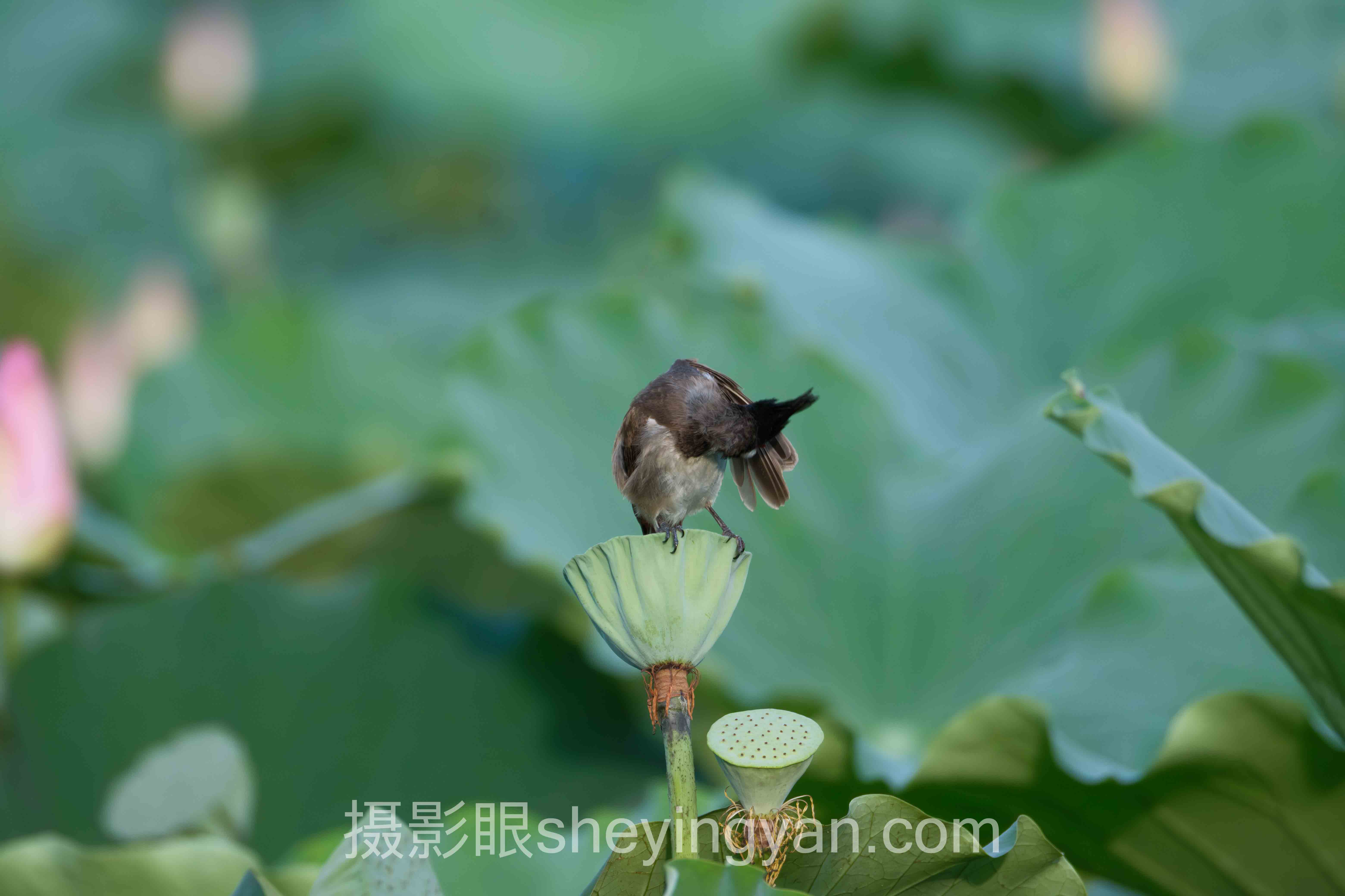 摄影眼官网sheyingyan.com